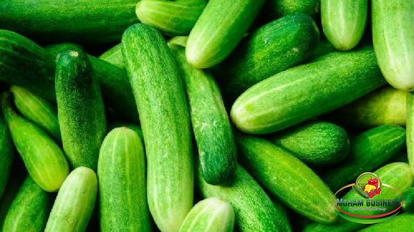 Wholesale Supplier of natural cucumber