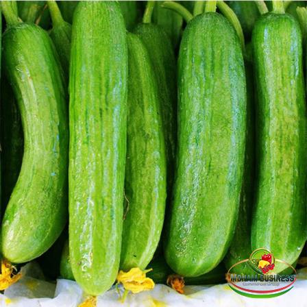 Natural cucumber Wholesale Supplier