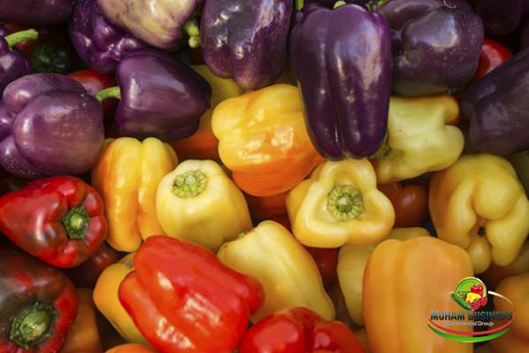 Coloured bell pepper Wholesale production