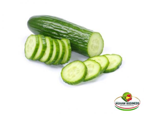 The best cucumber Wholesale price